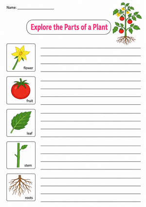 Grade 1 Plant Parts — Printable No-Prep Worksheet