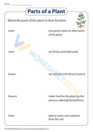 parts of a plant 4