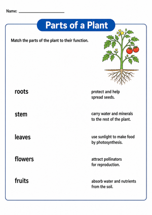 Parts of a Plant Worksheet | Grade 7 Printable