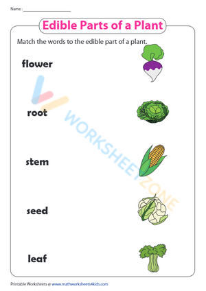 Identify the Parts of a Plant