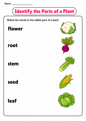 Identify the Parts of a Plant