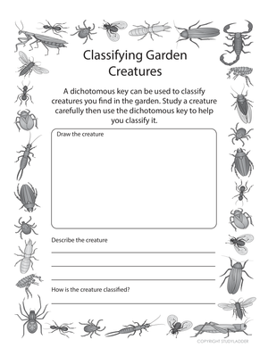 Printable Dichotomous Key Worksheet | Grade 7 Science