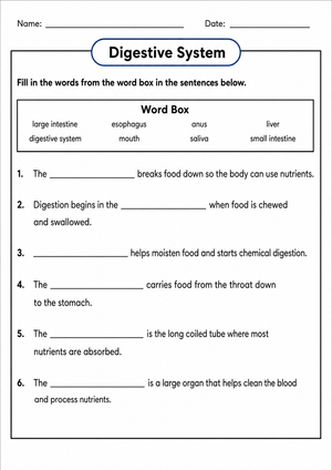 Digestive System Worksheet | Grade 7-12 Printable