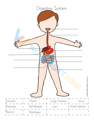 digestive system 3