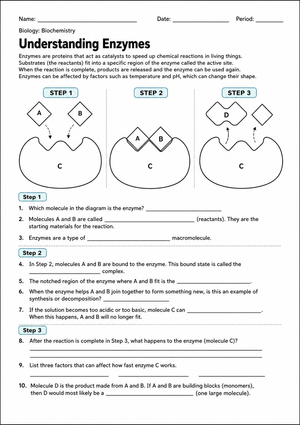 Grade 9 Enzyme Worksheet — Essential No-Prep Printable