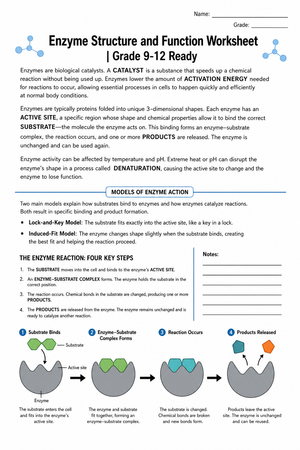 Enzyme Structure and Function Worksheet | Grade 9-12 Ready