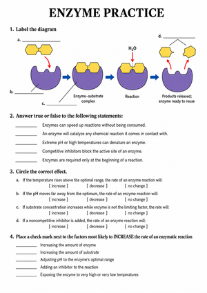 Grade 10 Enzyme Practice — Printable No-Prep Worksheet