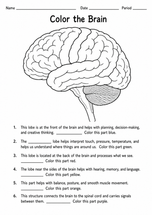 Grade 7-12 Nervous System — Printable No-Prep Worksheet