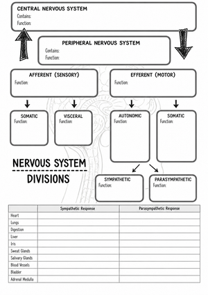 Nervous System Divisions Printable Worksheet | Grade 9