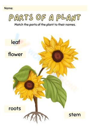 Parts of a Plant Activity Worksheet for Kindergarten