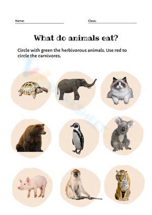 What do animals eat? carnivores and herbivores worksheet