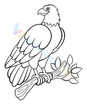 Superior bird