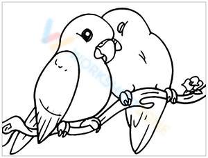 Love birds