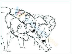 Cool Wolves: Exploring Animal Behavior