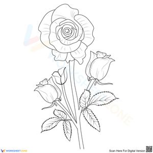 Stunning roses