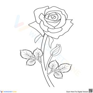Beautiful rose