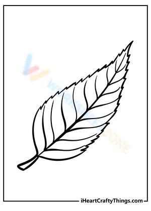 A leaf