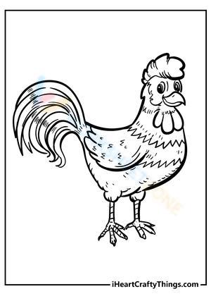 Amusing chicken