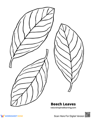 Beech Leaves Coloring Page | Essential Nature Activity