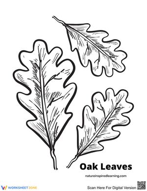 Oak Leaves Coloring Page | Essential Grade K-5 Art