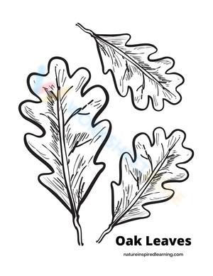 Oak Leaves