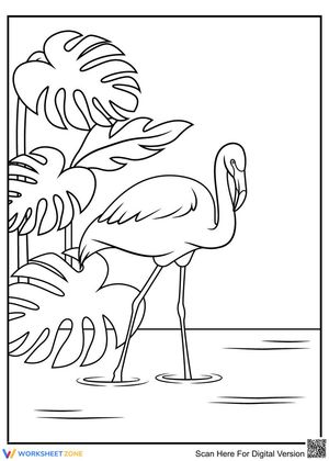 Beautiful Flamingo