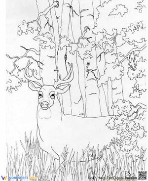A deer in the forest