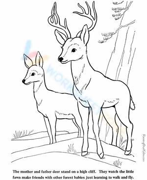 Two deers on the hill