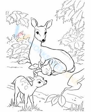 A mother deer and her fawns