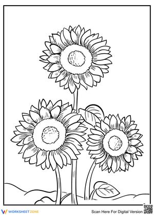 Sunflowers