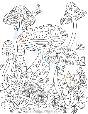 Mushroom in the forest