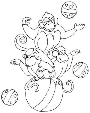 Funny Monkeys