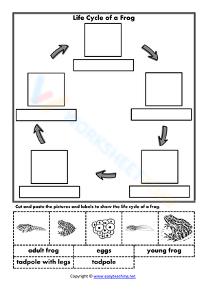 Life Cycle of a Frog
