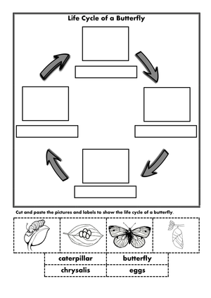 Butterfly Life Cycle Worksheet | Grade 3 Printable