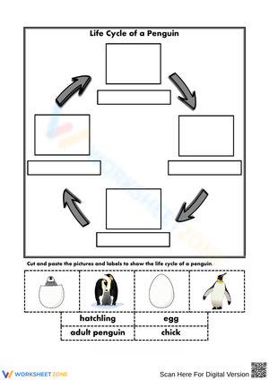 Life Cycle of a Penguin