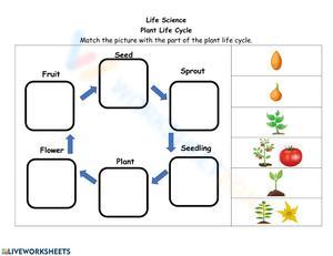 Plant life cycle