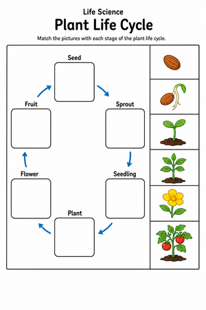 Plant Life Cycle Worksheet | Grade 3 Essential