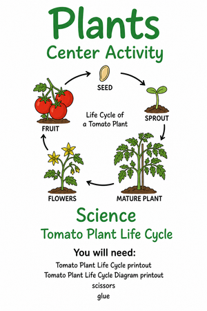 Tomato Plant Life Cycle Worksheet | Grade 3 Essential