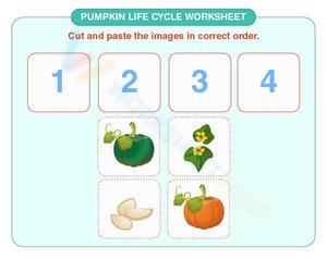 Learn About the Pumpkin Life Cycle Worksheet
