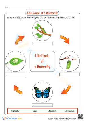 Life Cycle of a Butterfly Activity Sheet