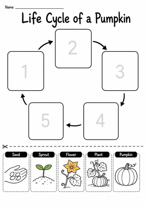 Life Cycle of a Pumpkin Detailed Worksheet