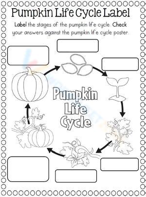 Label the Pumpkin Life Cycle Worksheet