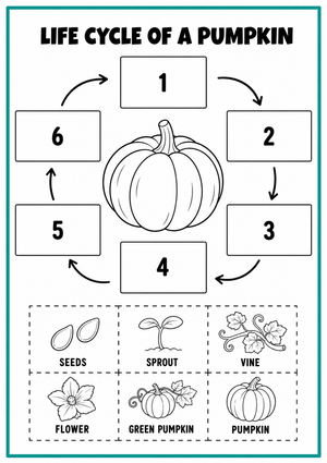 Pumpkin Life Cycle Worksheet — Grade 3 Printable