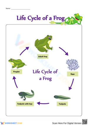 Understanding the Life Cycle of a Frog