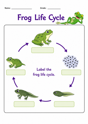 Printable Frog Life Cycle Worksheet | Grade 4-5 Science