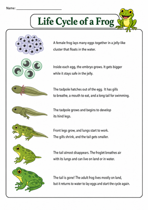 Printable Frog Life Cycle Chart | Grade 3 Science