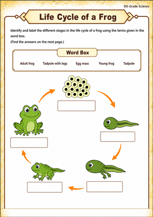 Printable Frog Life Cycle Worksheet | Grade 5 Science