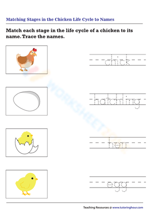 Matching stages in the chicken life cycle to names