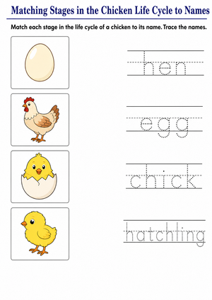 Printable Chicken Life Cycle Worksheet | Grade 2-3