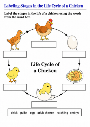 Chicken Life Cycle Worksheet | Grade 3 Printable